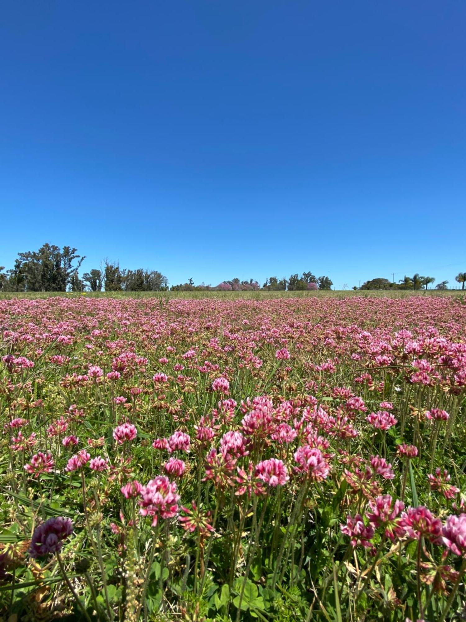 Estancia La Violeta Chajarí 外观 照片